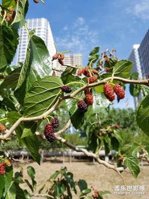 酷夏开启