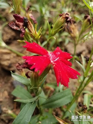 花花草草之 红色石竹