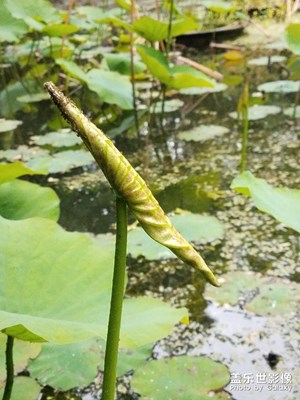 花花草草之 荷