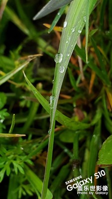 微距拍水珠