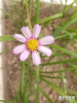 花花草草之 再拍张大人花