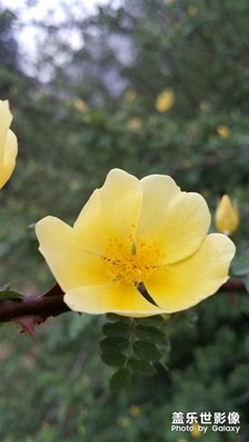 花花草草之 黄刺玫