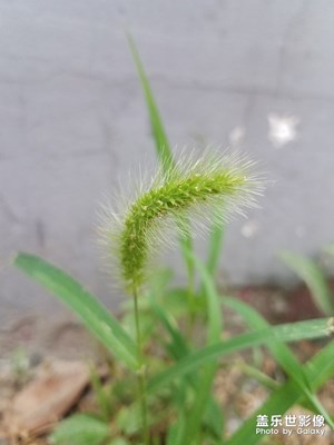 花花草草之 狗尾草