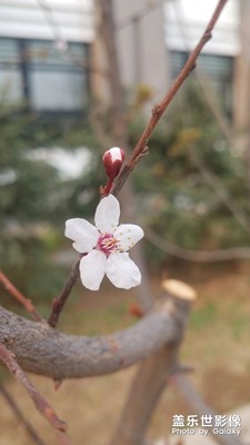 花花草草之 樱花