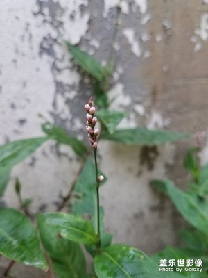 花花草草之 蓼（liǎo）
