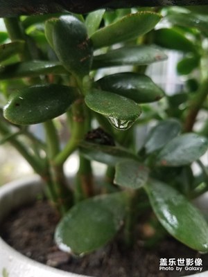 花花草草之 雨后绿叶