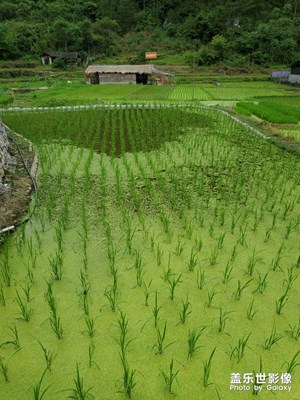 田间