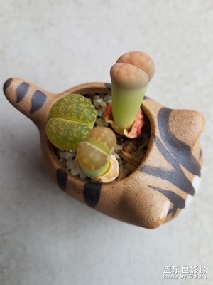 花花草草之 小可爱发芽了