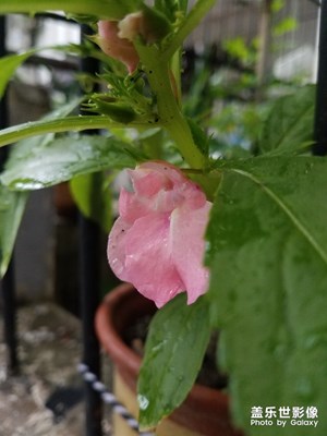 花花草草之 凤仙花