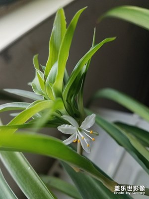 花花草草之 吊兰