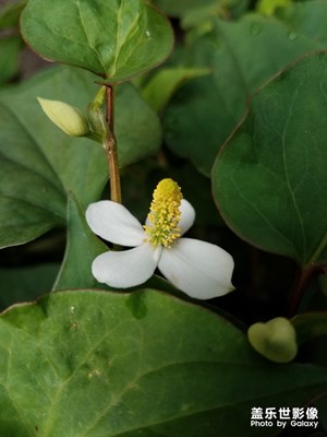 花花草草之 蕺（jí）菜