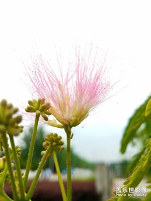 花花草草之 合欢花