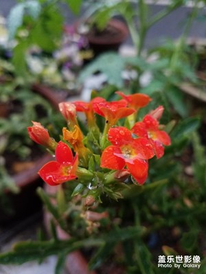 花花草草之 雨后长寿花