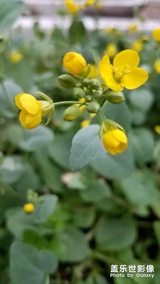 油菜