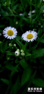 镜花(原图，专业模式)