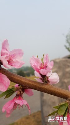 花花草草之 桃花（红）