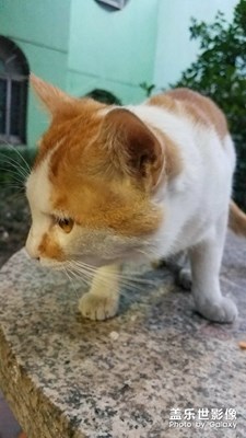可爱的黄黄