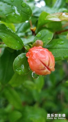 雨后石榴花。。。。。。。。。。