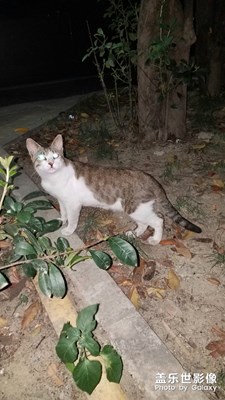 眼睛发光的猫