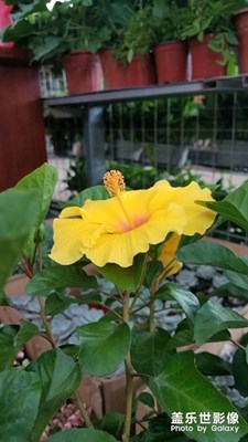 花花草草之 花草市场
