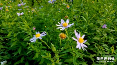花花草草之 马兰