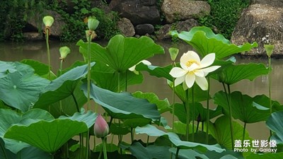 夏＊雨＊荷