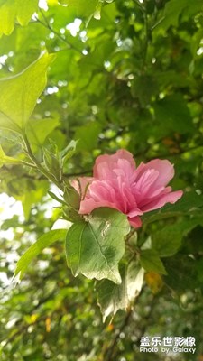 花花草草之 木槿