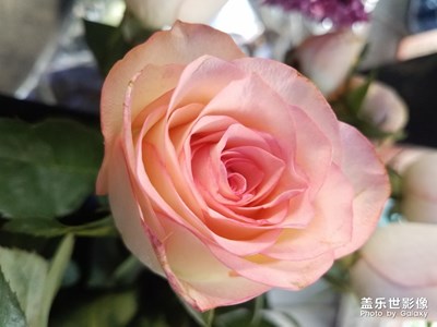 花花草草之 美丽的粉月季