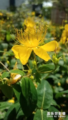 花花草草之 金丝桃再拍