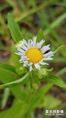 花花草草之 一年蓬