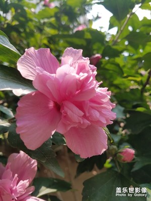 花花草草之 自种的木槿