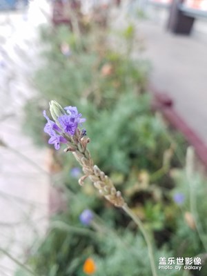 花花草草之 薰衣草