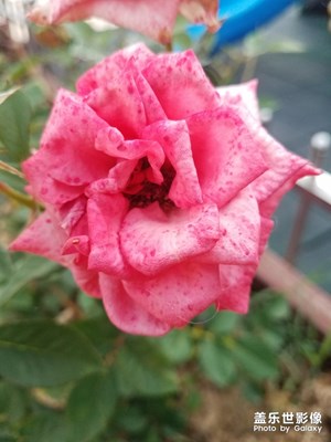花花草草之 一棵不同的月季
