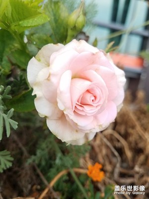 花花草草之 服务区的粉月季
