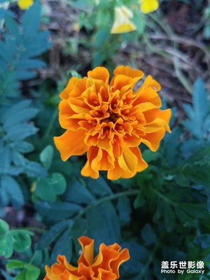 花花草草之 万寿菊2
