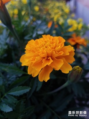 花花草草之 万寿菊1