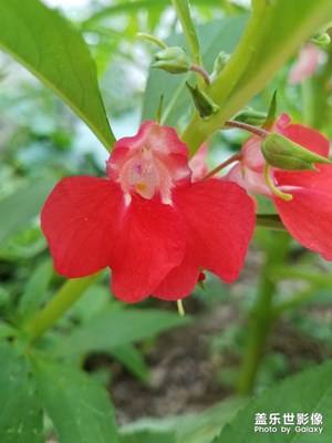 花花草草之 红色凤仙花