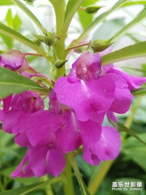 花花草草之 紫色凤仙