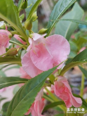 花花草草之 粉色凤仙