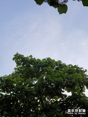 梧桐树