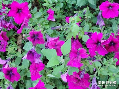 夕阳