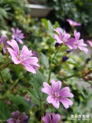 花花草草之 老鹳草