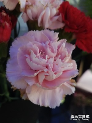 花花草草之 最后的康乃馨