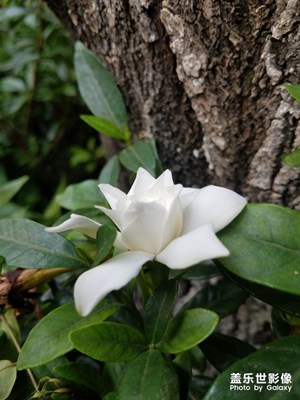 花花草草之 芳香扑鼻的栀子花