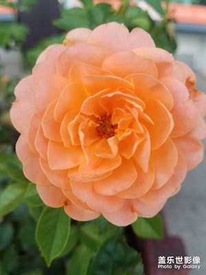 花花草草之 当代月季