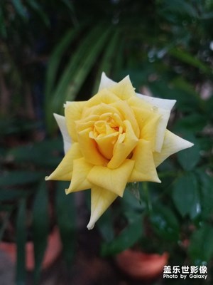 花花草草之 黄月季