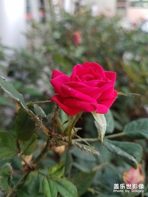 花花草草之 红月季