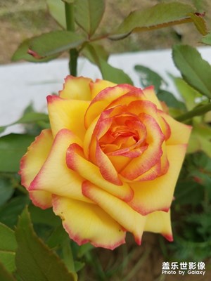 花花草草之 娇艳的月季