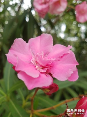 花花草草之 红白两色夹竹桃