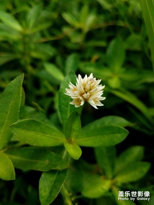 花花草草之 莲子草
